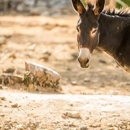 Séjour à la campagne Agroturismo Muleta De Ca S'hereu *